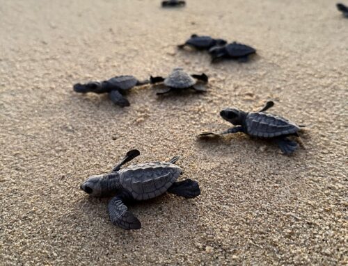 Holding Vacation Rental Homes in an LLC